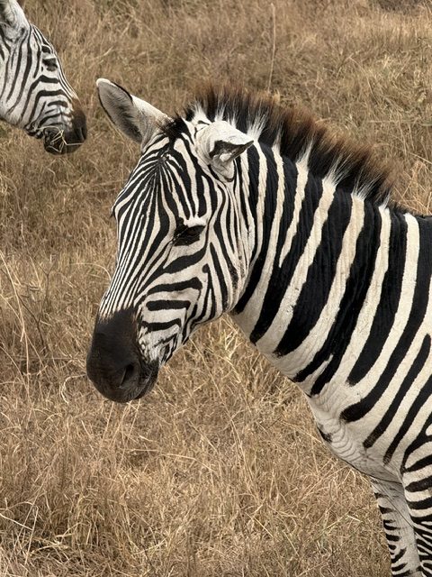 Zebra in Nahaufnahme