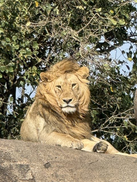 Löwe ruht auf einem sonnenwarmen Felsen