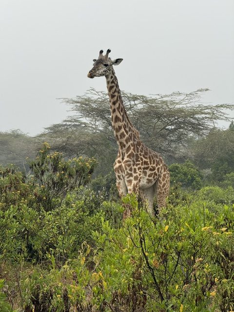 Giraffe zwischen grünen Akazien