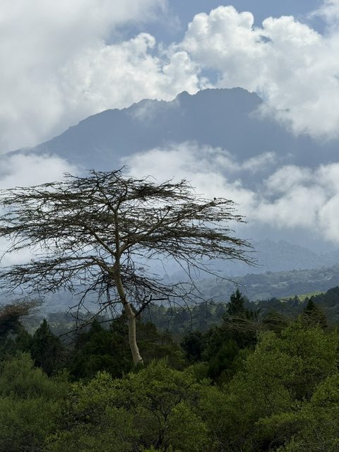 Wolkenverhangener Berg hinter einer Schirmakazie