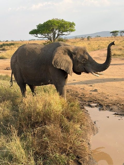 Elefant hebt den Rüssel am Wasserloch im Abendlicht