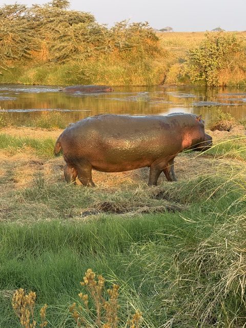 Flusspferd grast im hohen Gras am Wasser