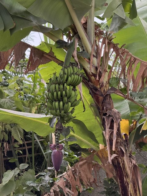 Bananenstaude mit Fruchtstand im Garten